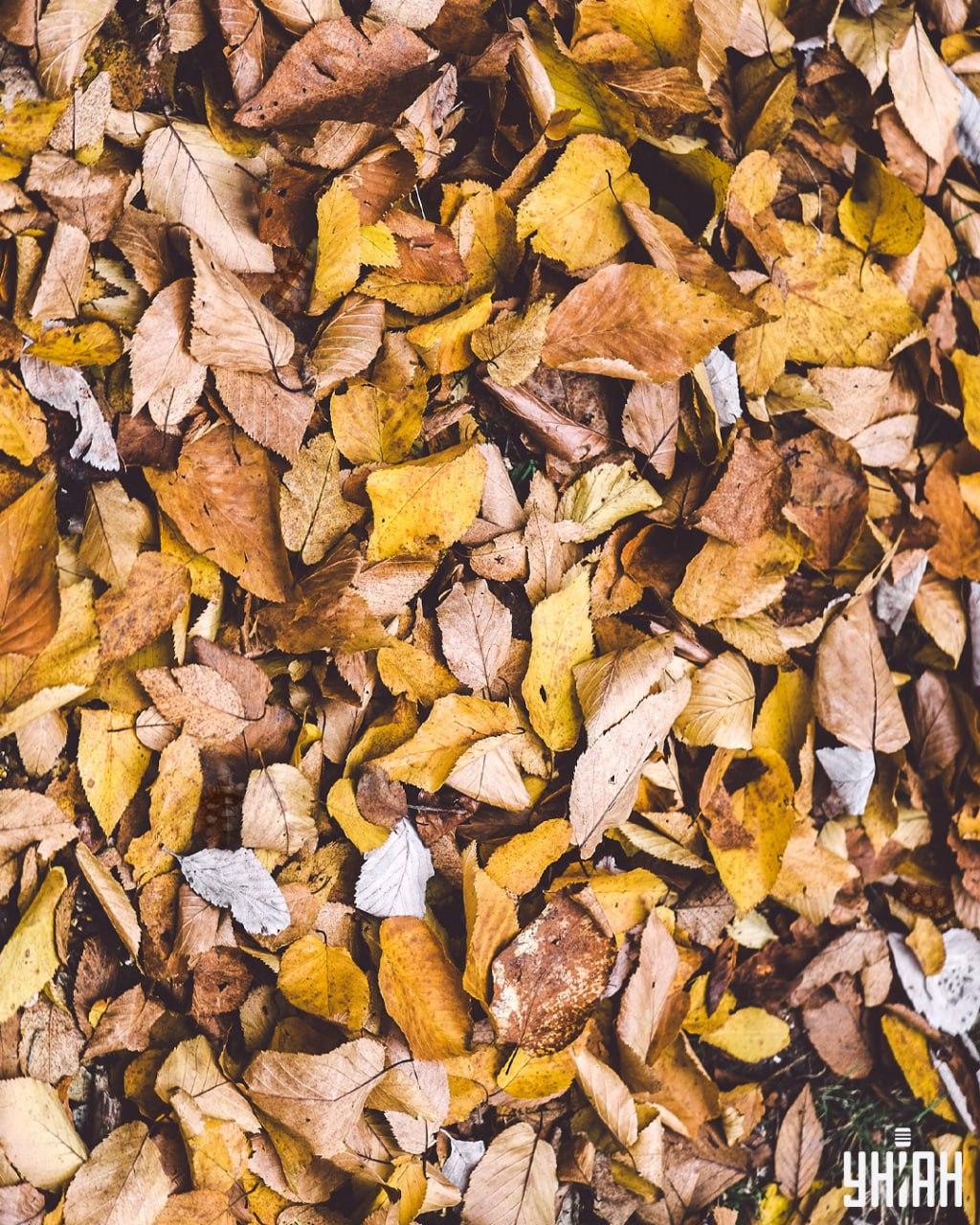 Hitta sköldpaddor bland löven / Moje collage