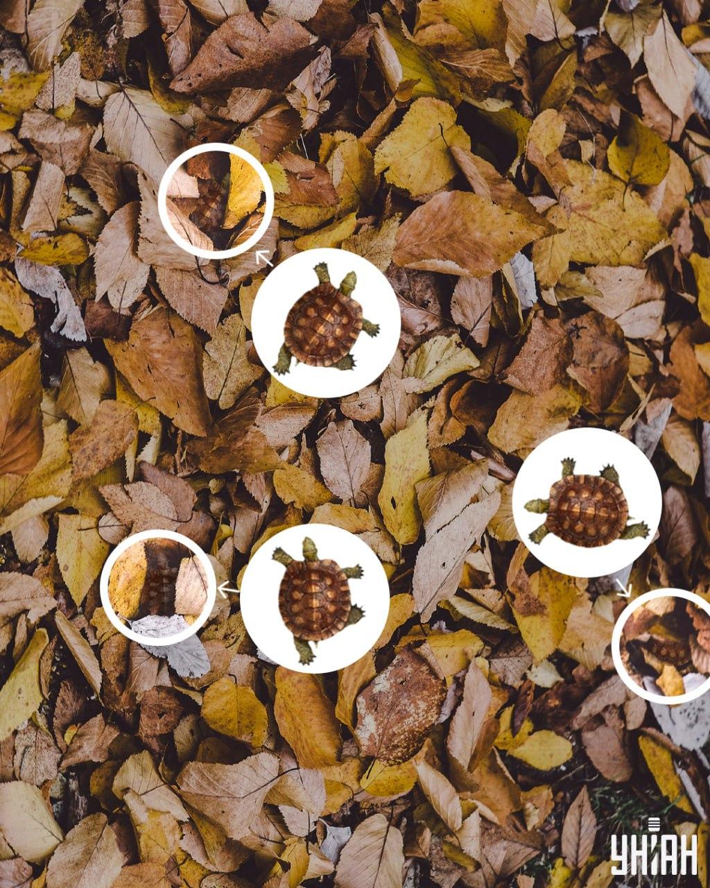 Sköldpaddsskal kan lätt misstas för gulnade löv / collage Moje