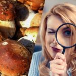 Endast personer med superstark IQ kan se en sten bland